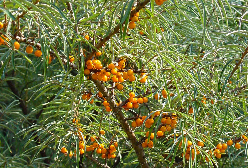 Sanddornfr&uuml;chte